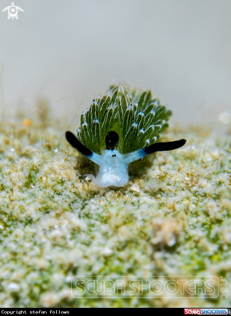 A Nudibranch