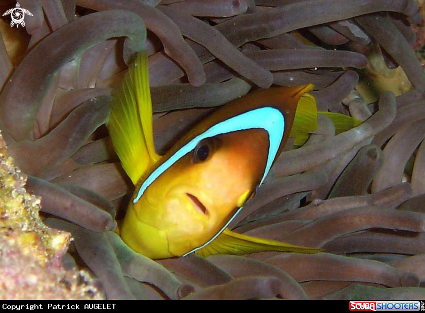 A underwater creature