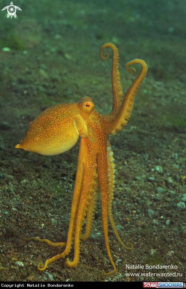 A Octopus Mototi