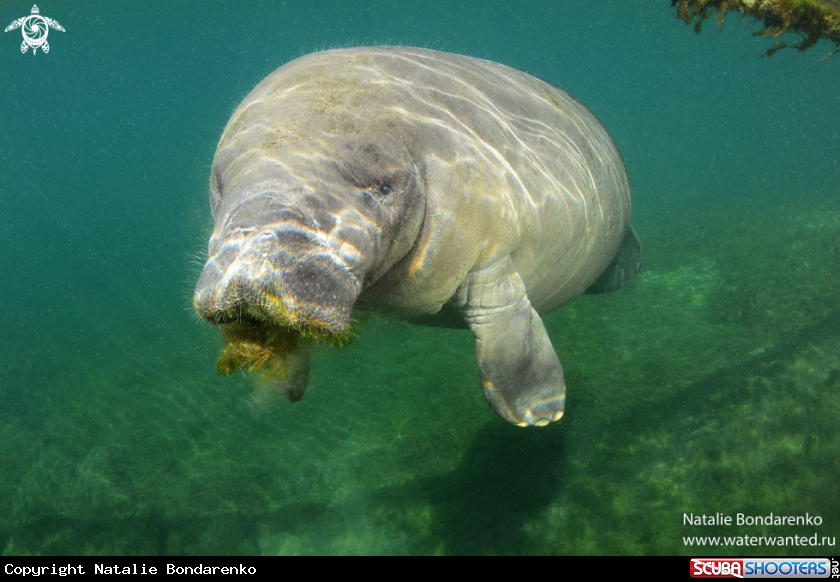 A Manatee