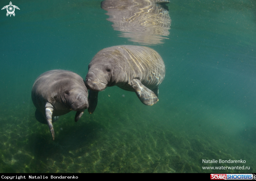 A Manatee