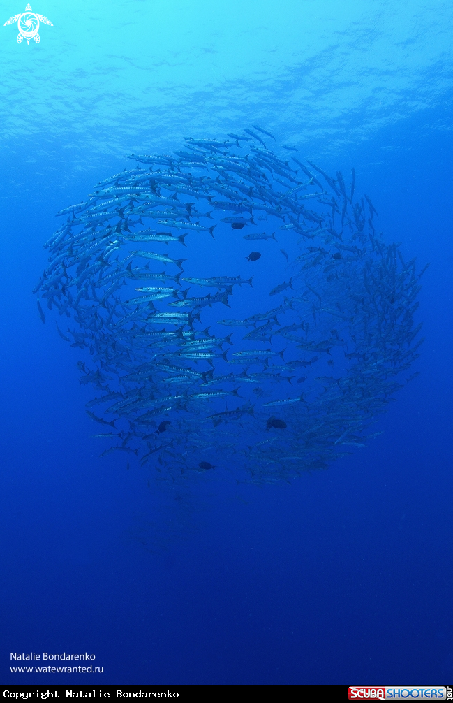 A School of barracudas