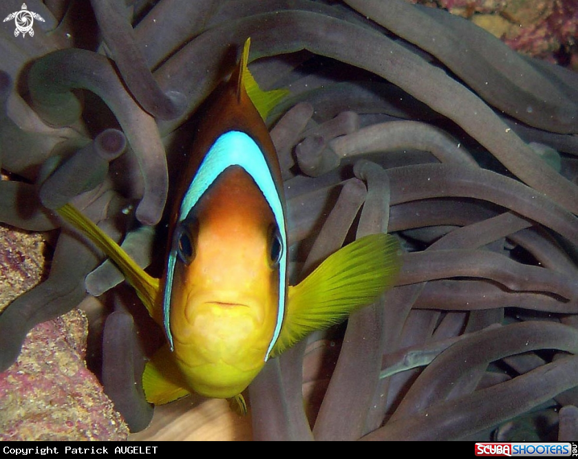 A underwater creature