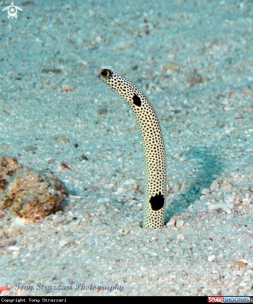 A Spotted Garden Eel