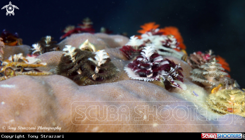 A Christmas tree worms