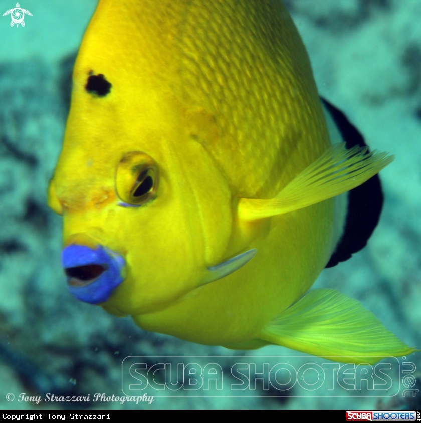 A Flagfin Angelfish