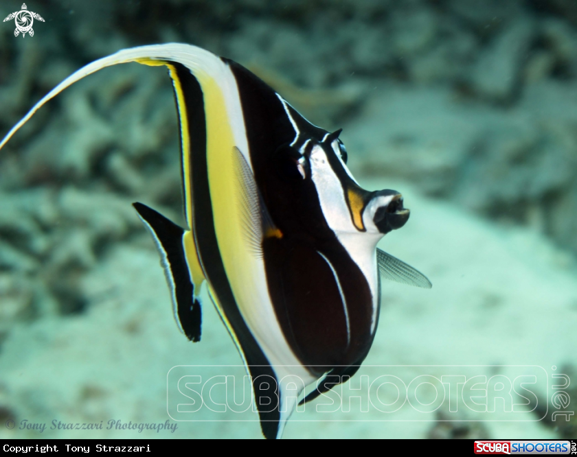 A Moorish idol