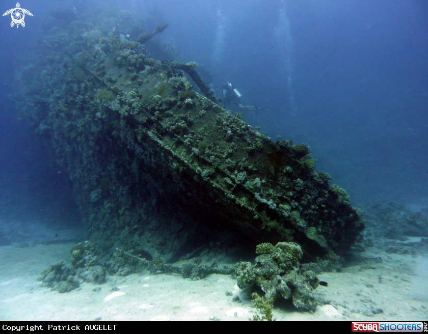 A underwater creature