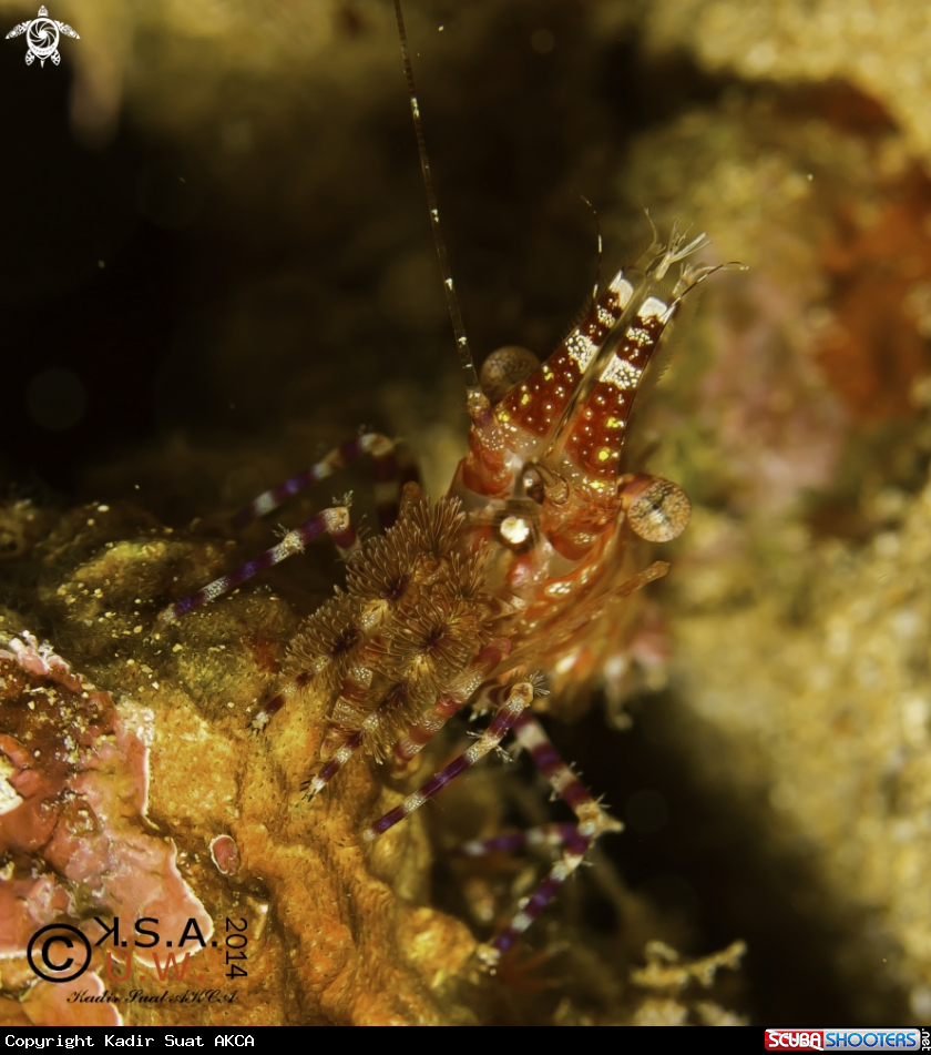 A SHRIMP