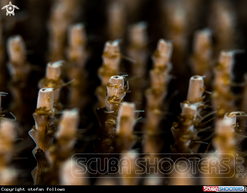 A Coral