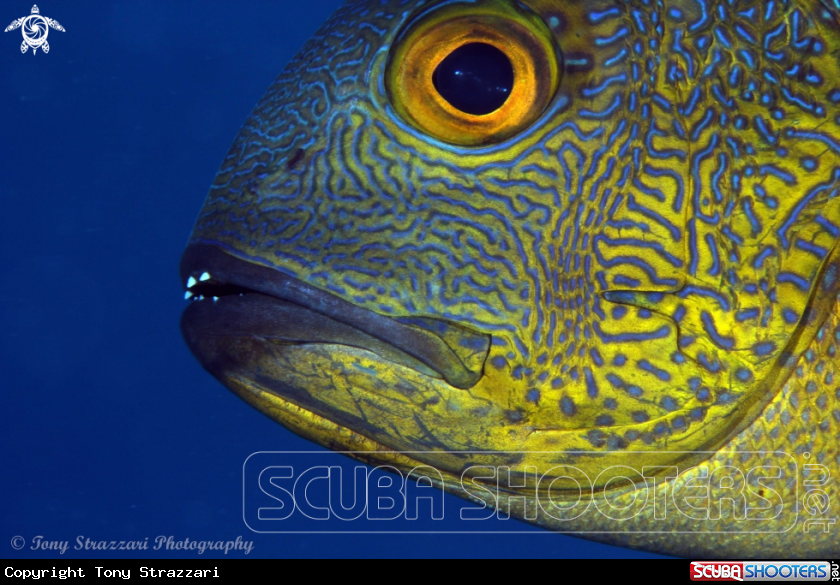 A Midnight snapper