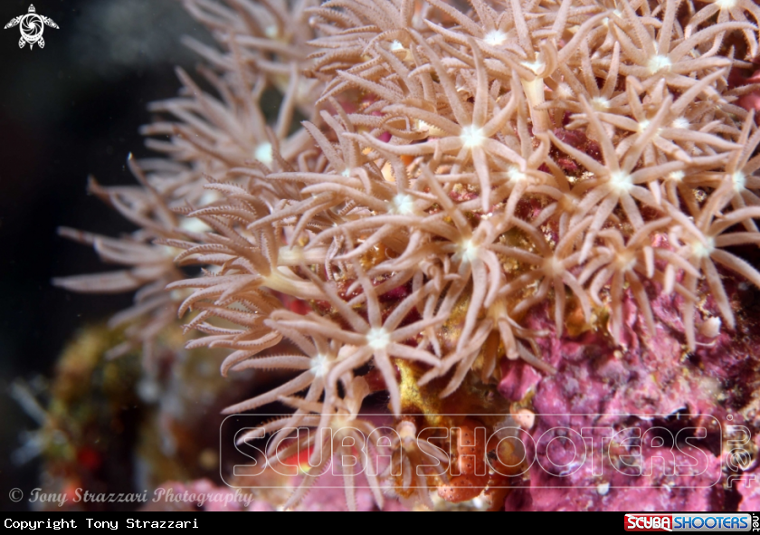 A Soft coral