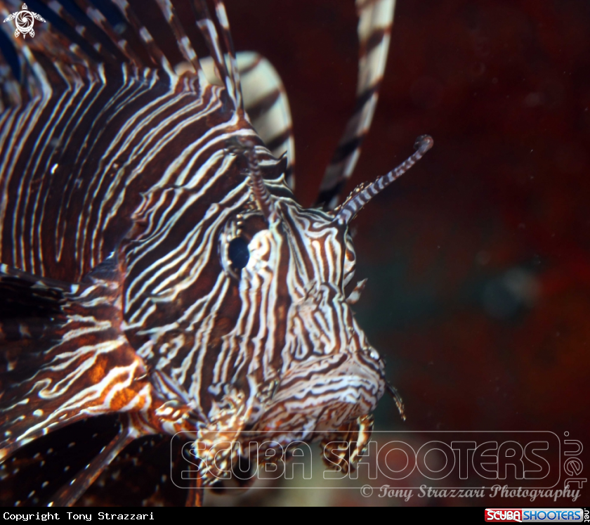 A Lionfish