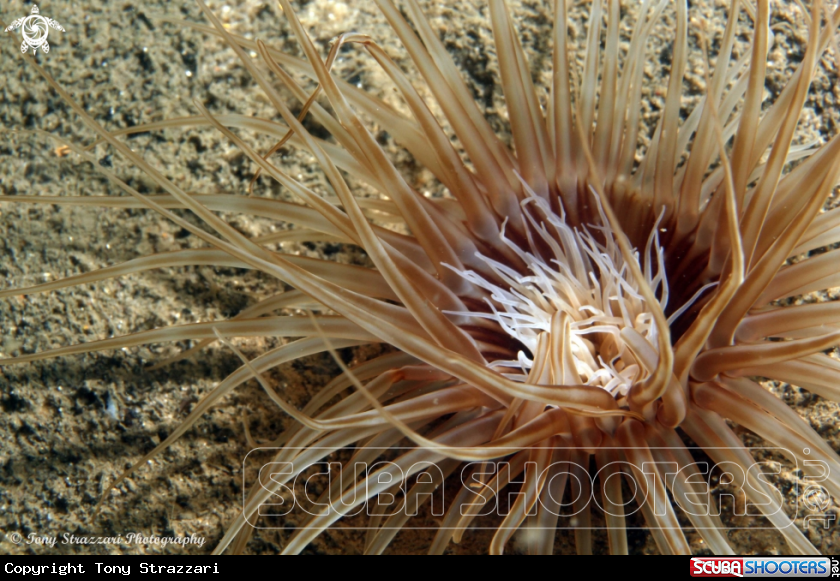 A Banded Tube Anemone