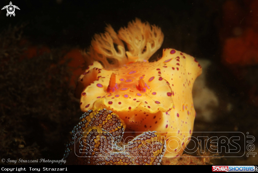 A Short-Tailed Ceratosoma