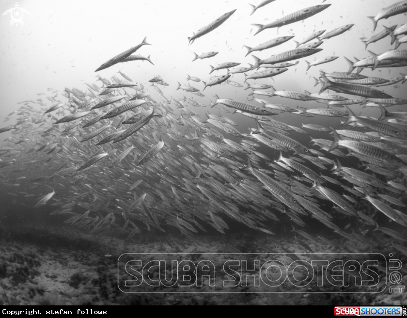 A Chevron Barracuda