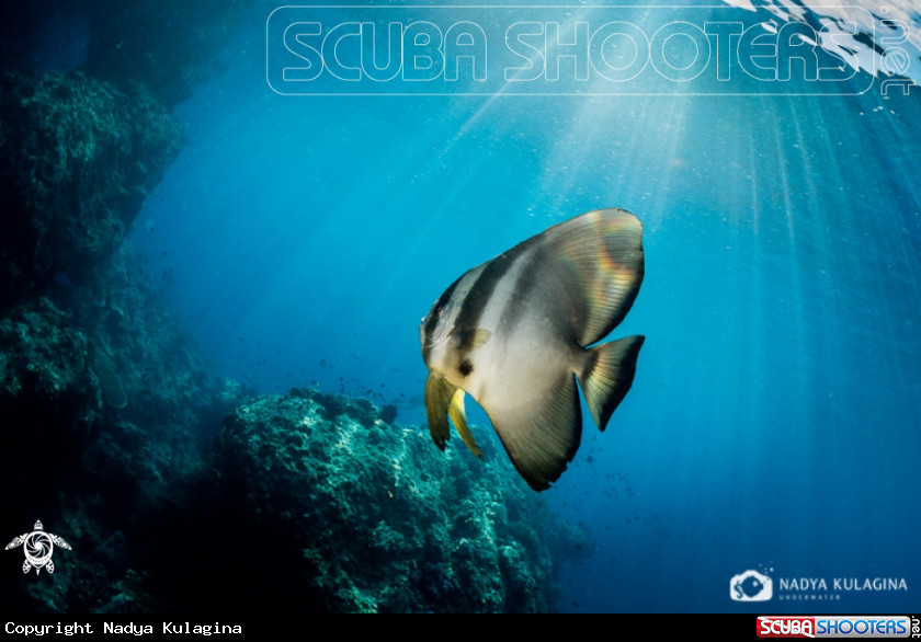 A Bat fish