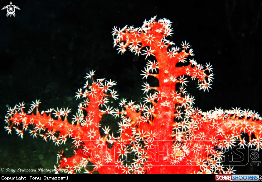 A Soft coral