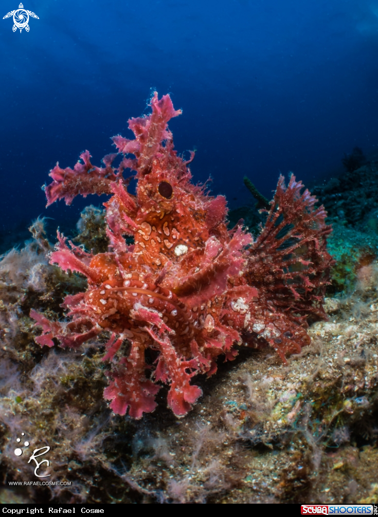 A Rinophia