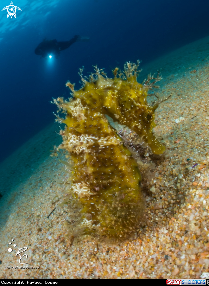 A seahorse