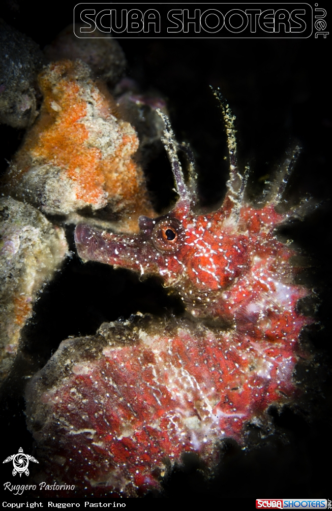 A Hippocampus guttulatus