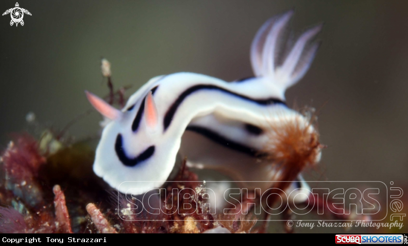A Loch’s Chromodoris