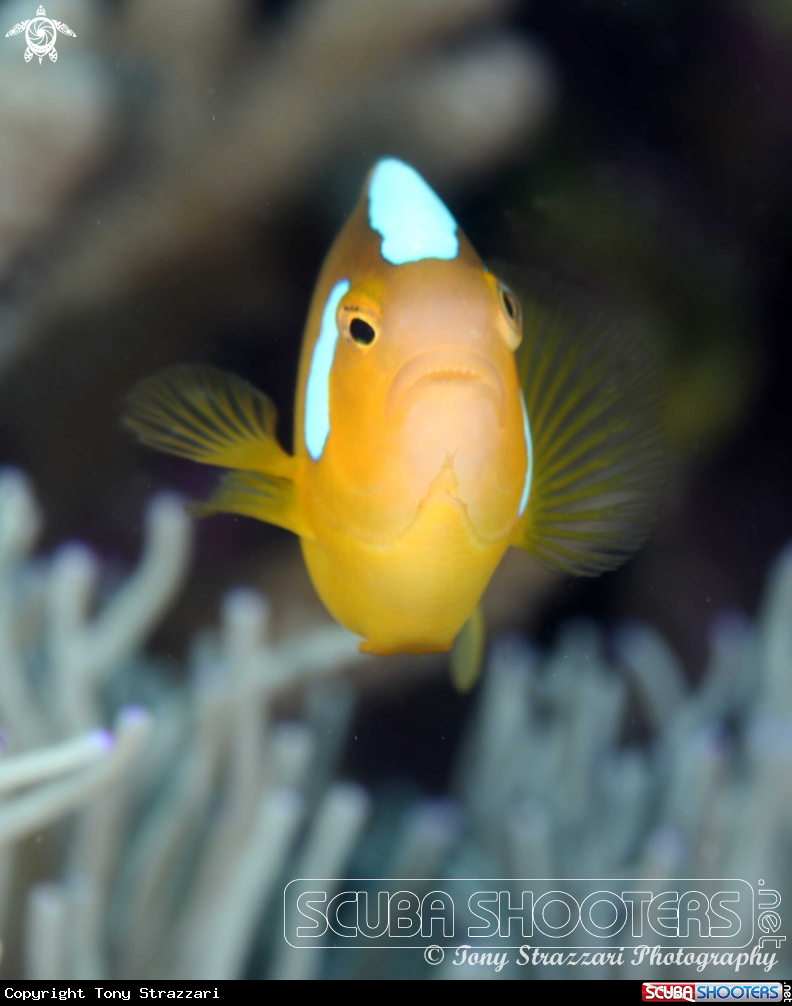 A Whitebonnet anemonefish