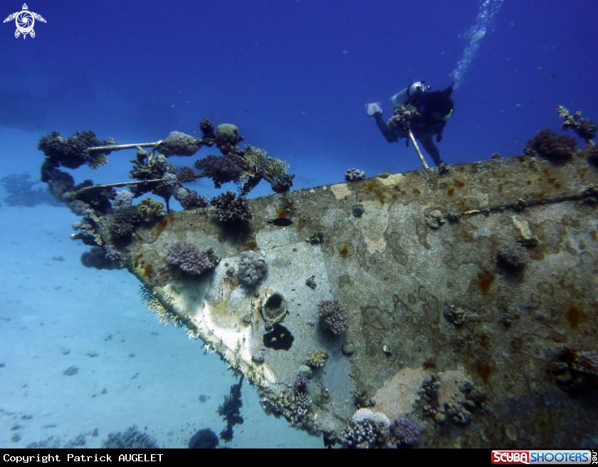 A underwater creature