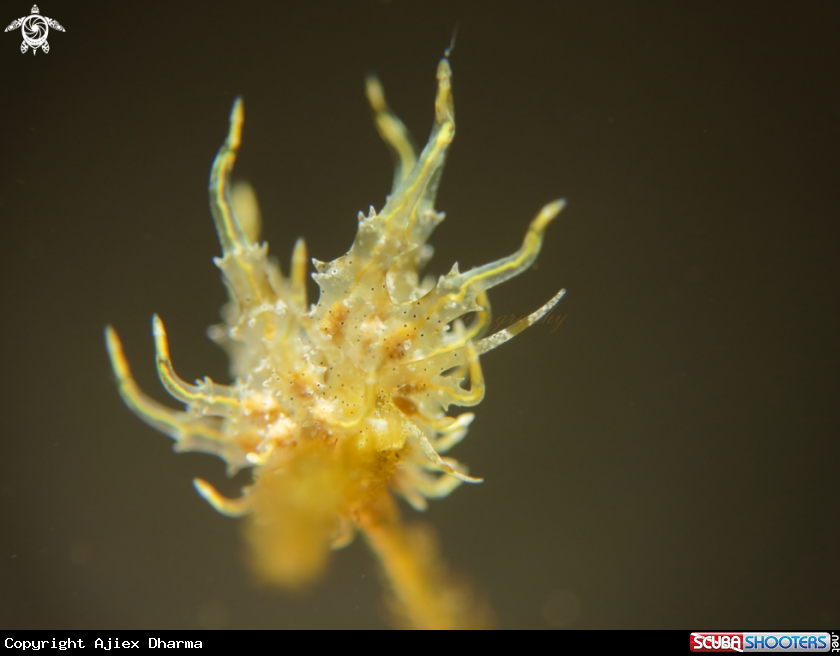 A eubranchus 