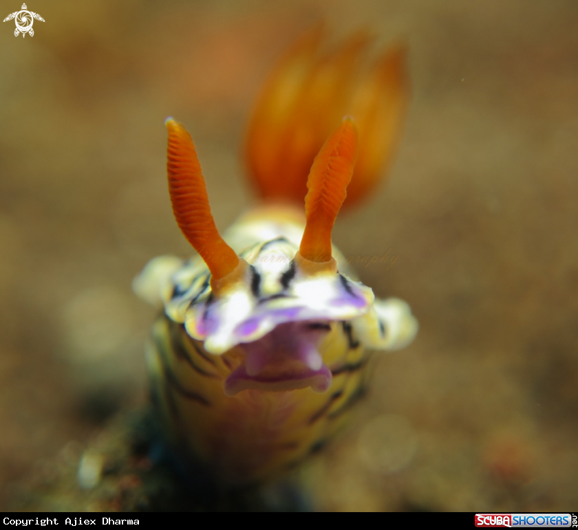 A hypselodoris 