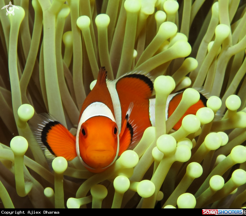 A clown fish