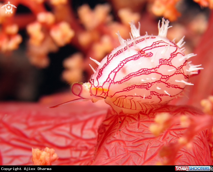 A cowrie