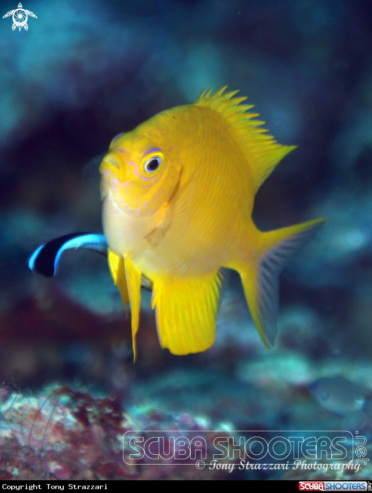 A Golden damsel