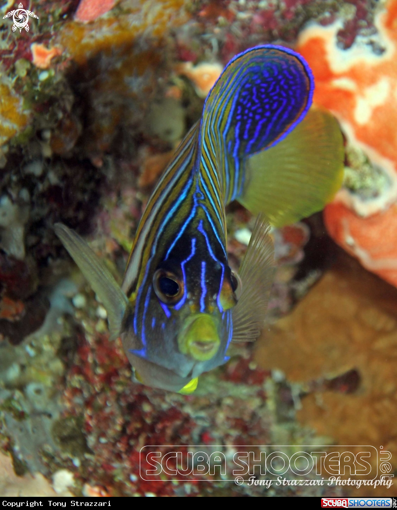 A Regal Angelfish