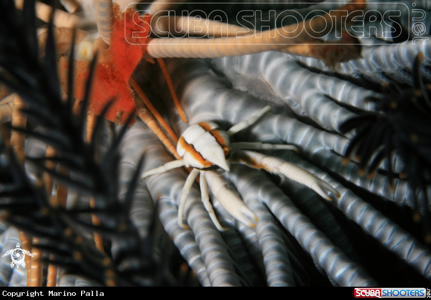 A Crinoid Squat Lobster