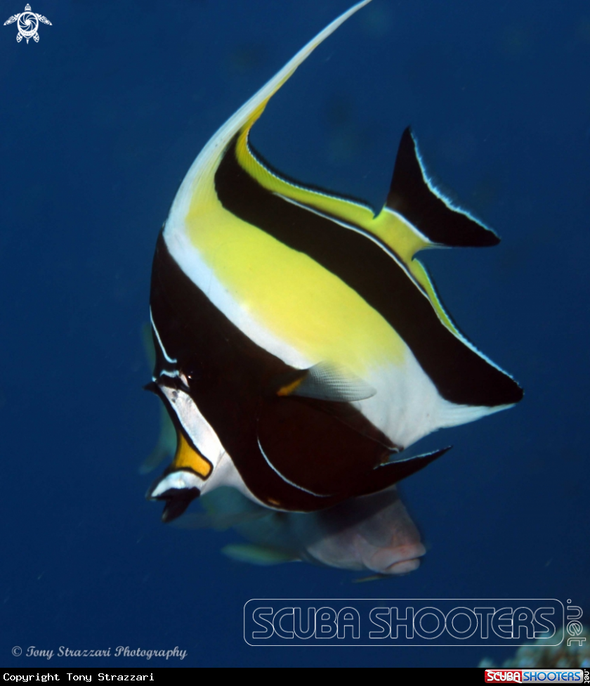 A Moorish idol