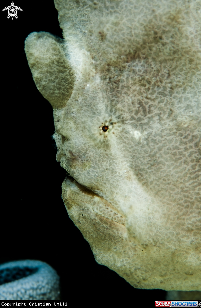 A Frog Fish