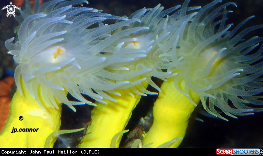 A Corail jaune solitaire