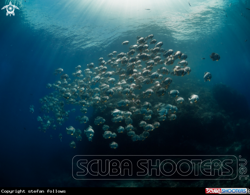 A Longfin Batfish