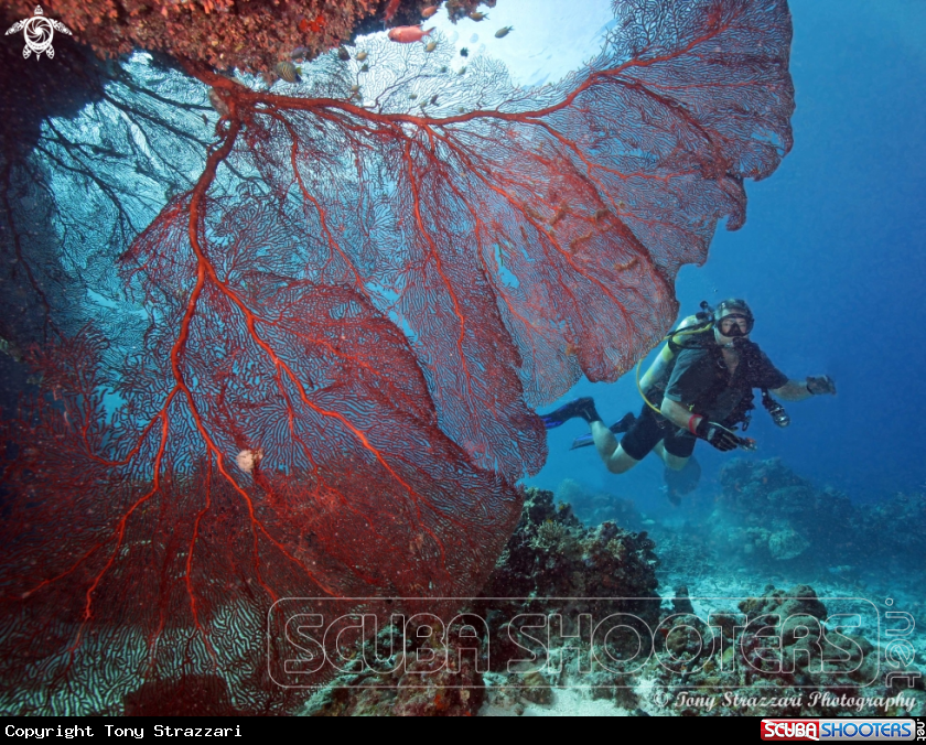 A Sea fan