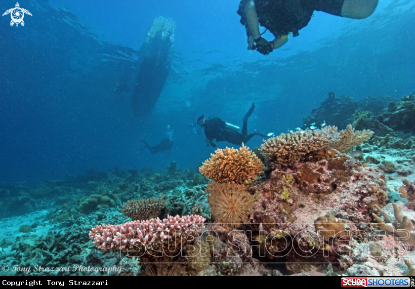 A Staghorn corals