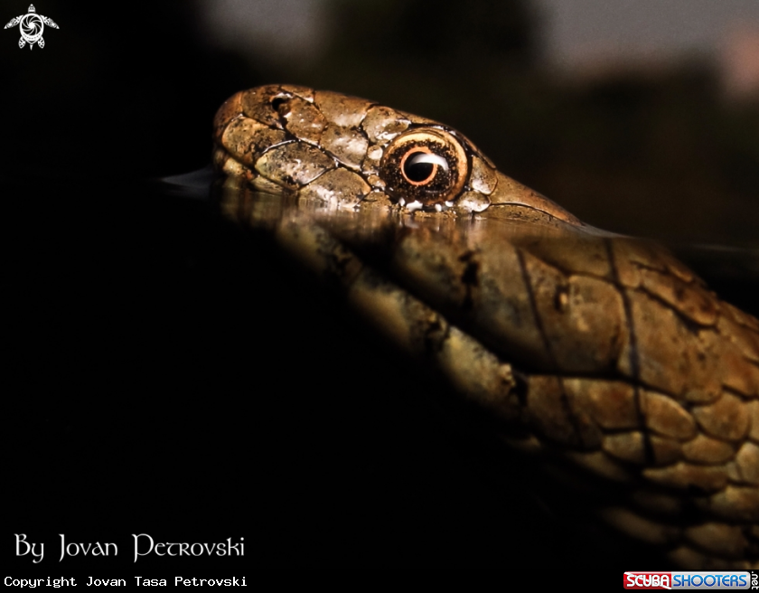 A Vodena zmija Ribarica / Water snake - Ribarica.