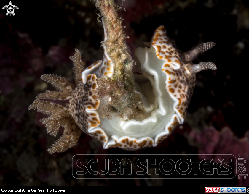 A Nudibranch