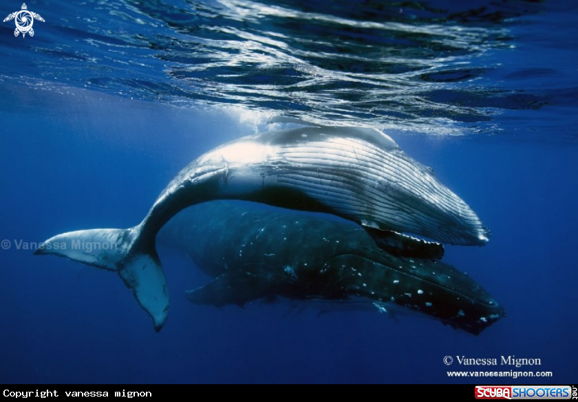 A Humpback whale