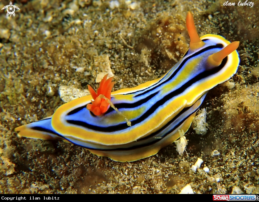 A nudibranch