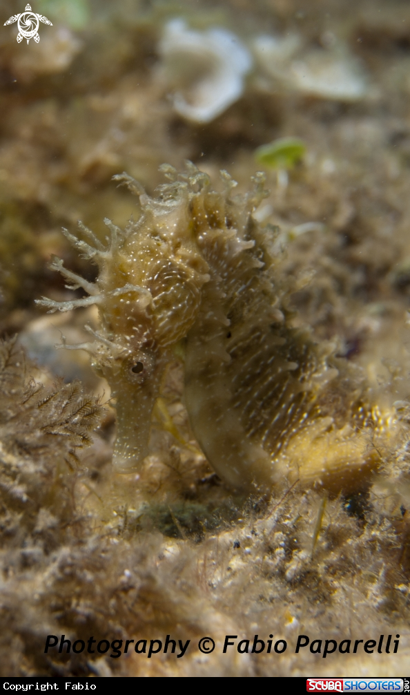 A underwater creature