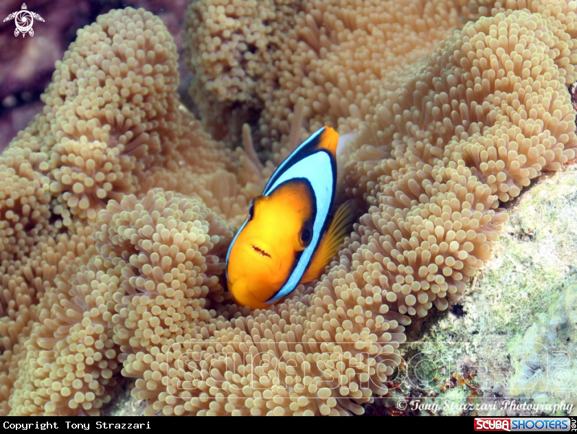A Clarke's anemonefish