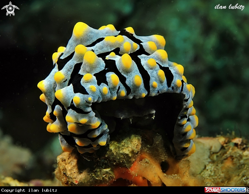 A nudibranch