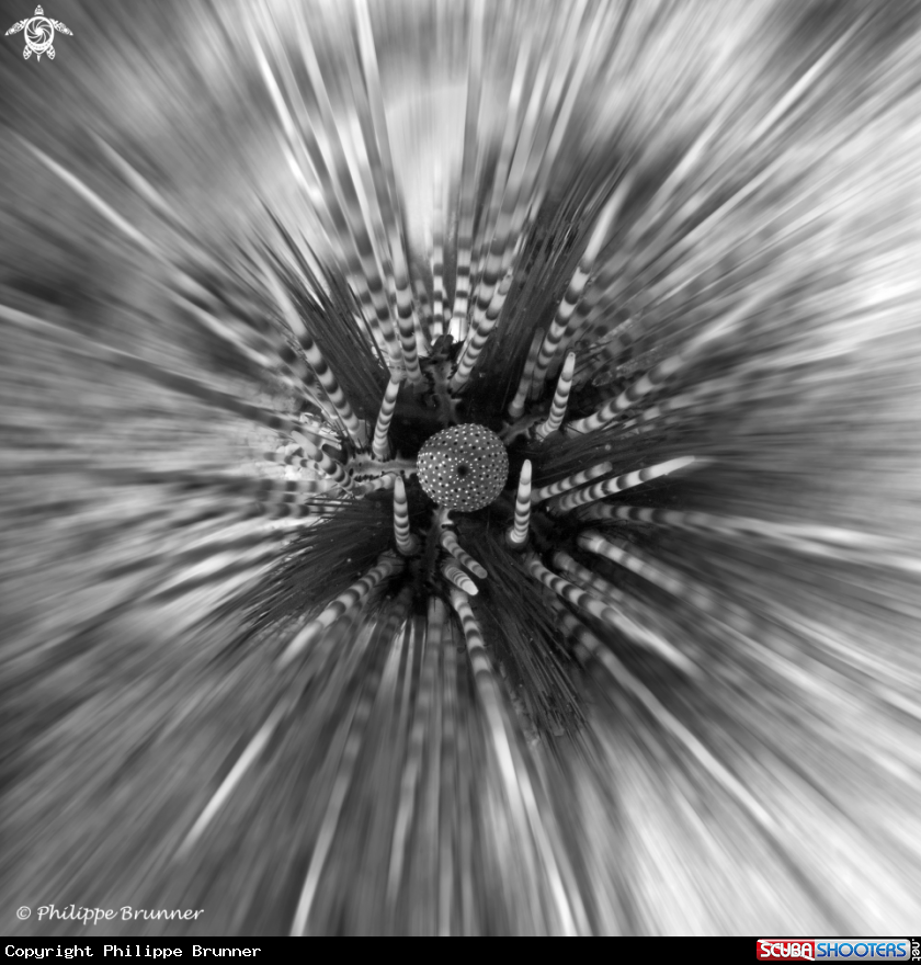 A urchin
