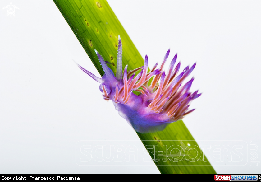 A Flabellina